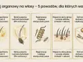 Olej arganowy na włosy: głębokie nawilżenie, mniej puszenia, regeneracja, wsparcie skóry głowy i ochrona przed słońcem.